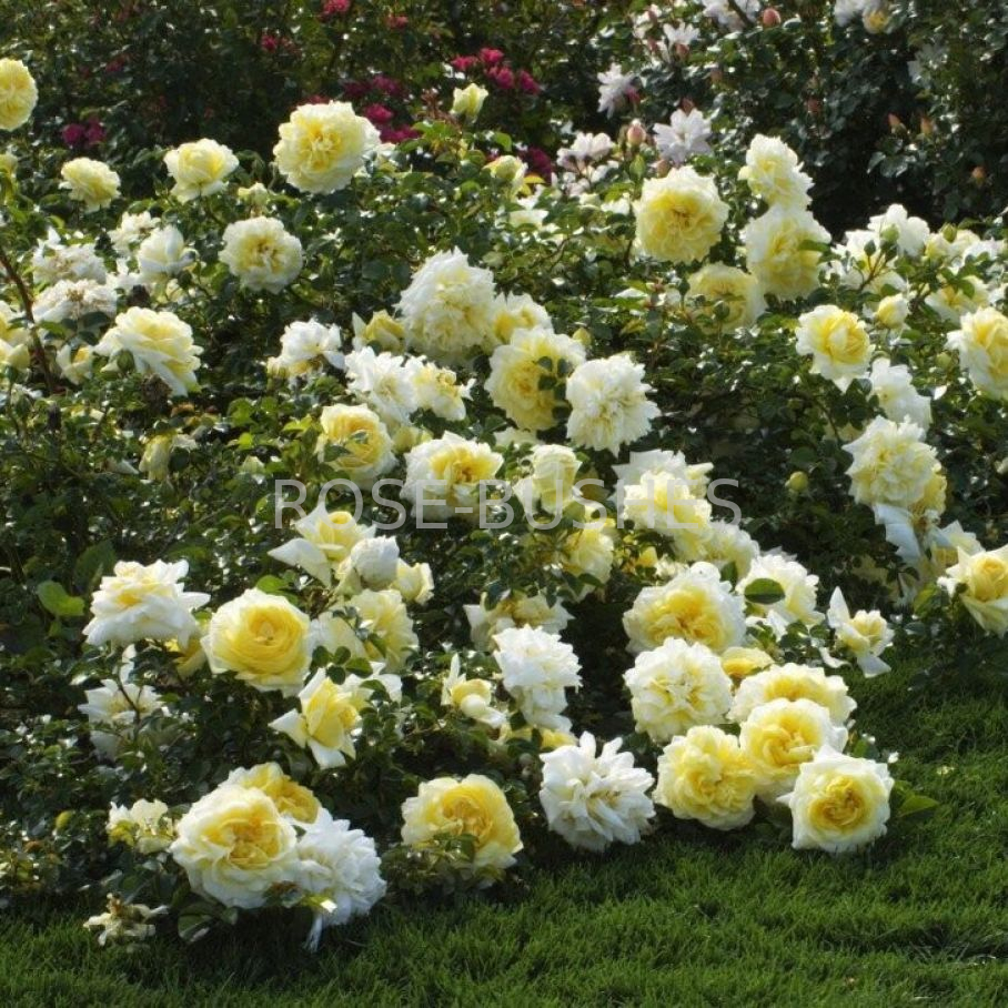���� ����������. Nadia Meillandecor. (��)